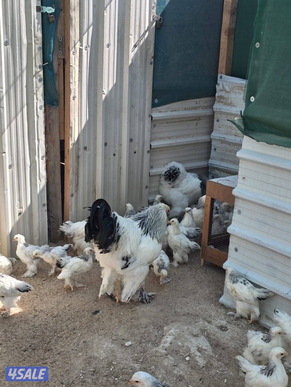 نوادر فروخ بواهما كولومبي عملاق دم صافي1