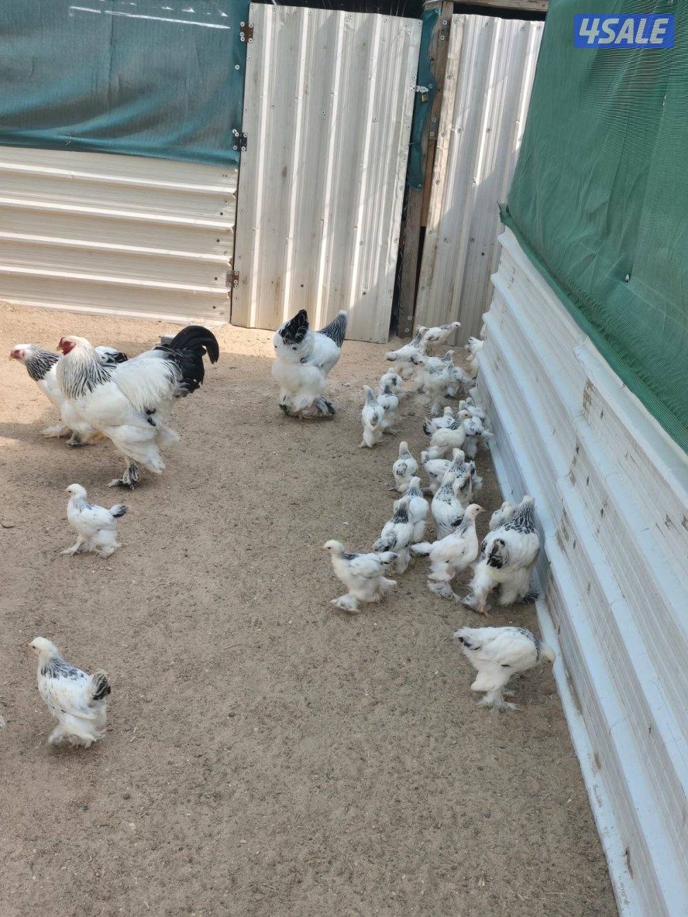 نوادر فروخ بواهما كولومبي عملاق دم صافي0