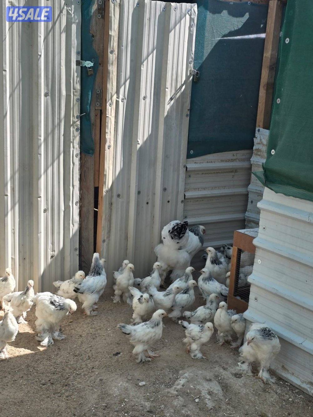 نوادر فروخ بواهما كولومبي عملاق دم صافي2