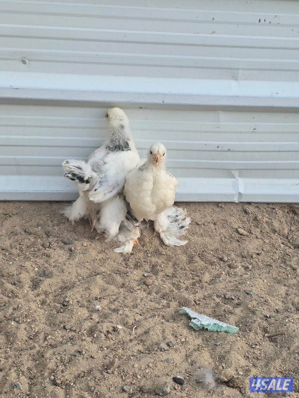 نوادر فروخ بواهما كولومبي عملاق دم صافي3