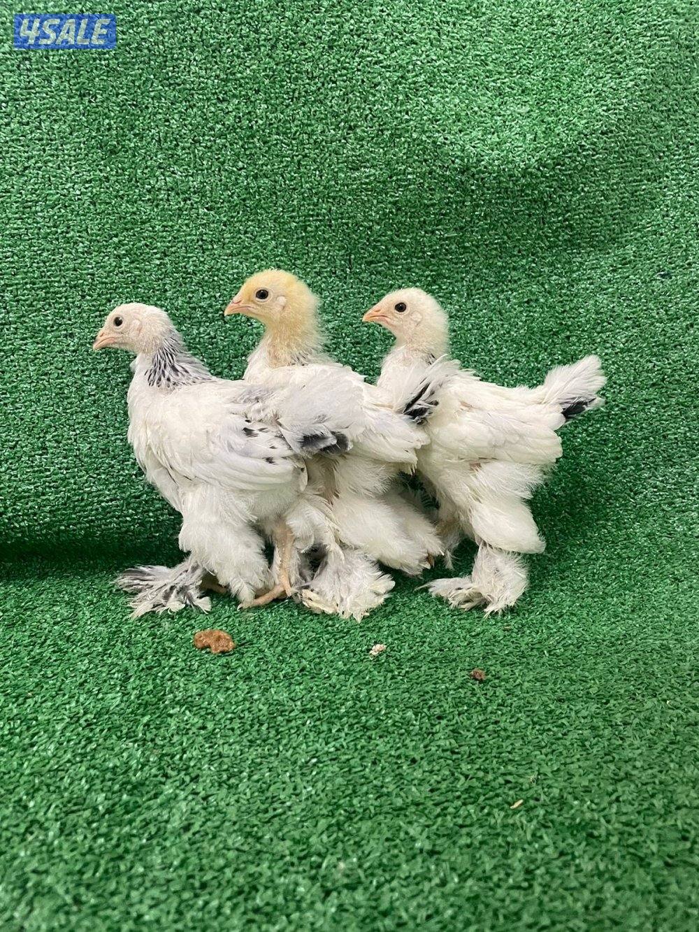 نوادر فروخ بواهما كولومبي عملاق دم صافي4