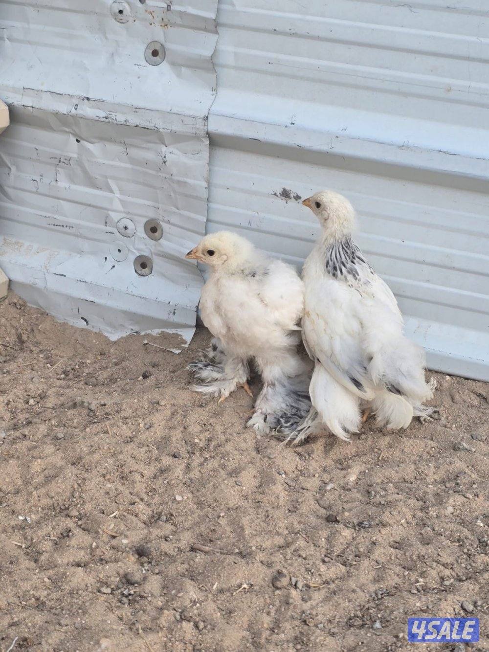 نوادر فروخ بواهما كولومبي عملاق دم صافي5