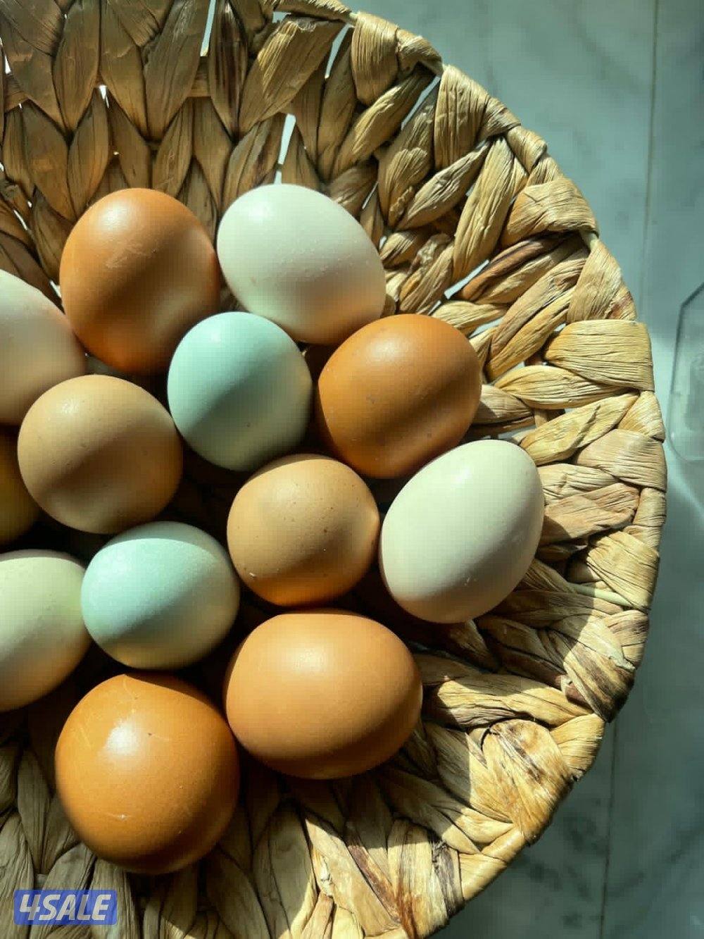 فروخ ايستر ايقر لوهمان0