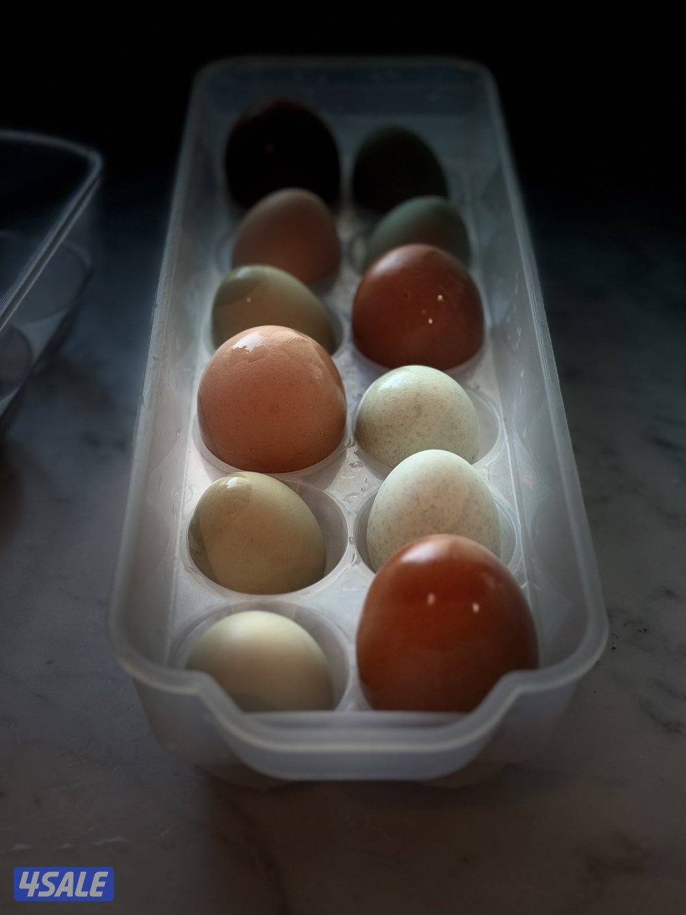 فروخ ايستر ايقر لوهمان1