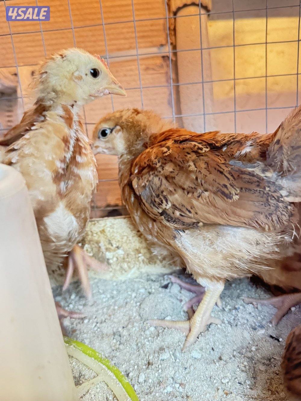 فروخ ايستر ايقر لوهمان2