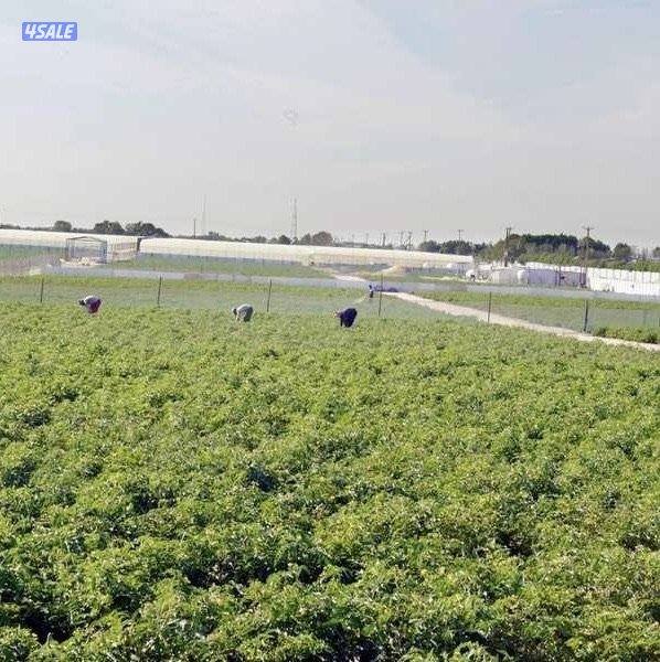 للبيع مزارع بالعبدلي افراد0