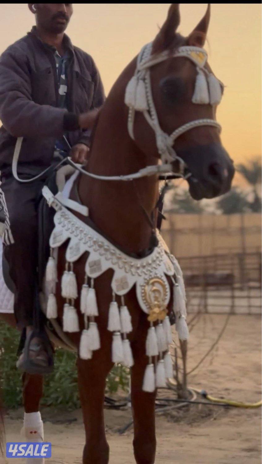 جلال خيل شتوي2