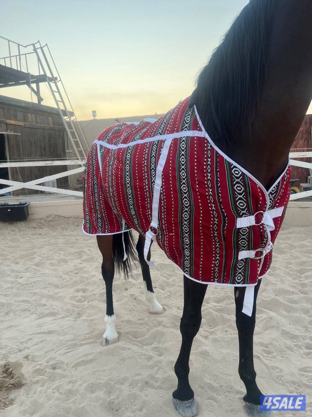 جلال خيل شتوي3