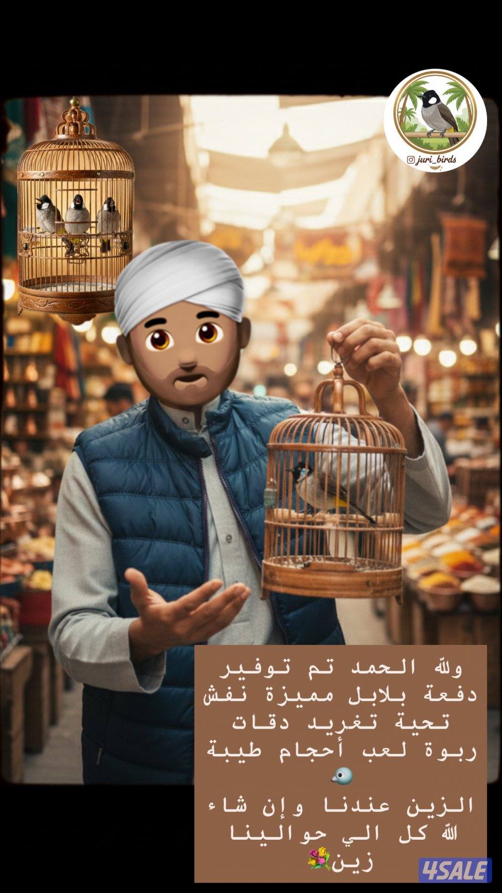 ولله الحمد تم وصول دفعة بلابل مميزة🐦0