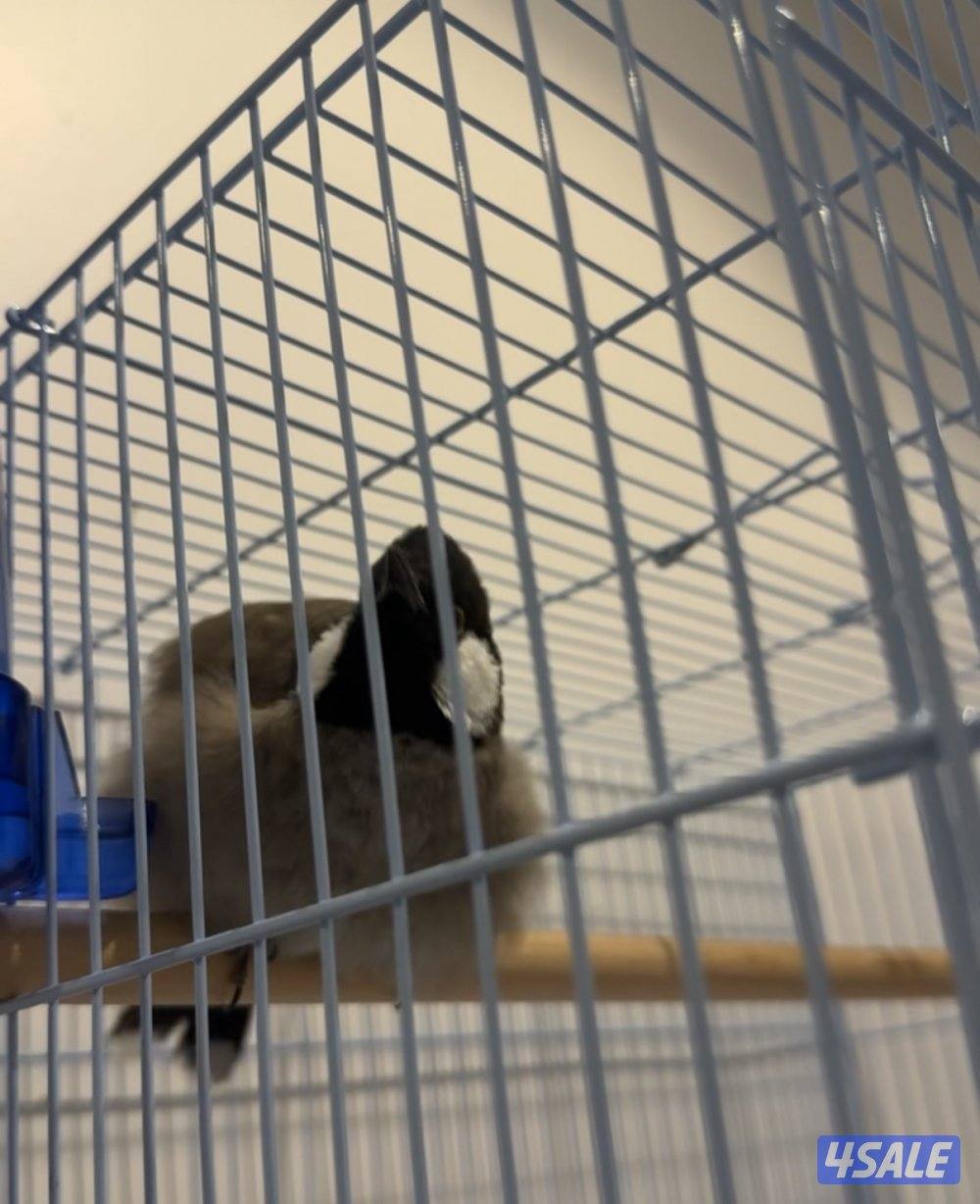 ولله الحمد تم وصول دفعة بلابل مميزة🐦1