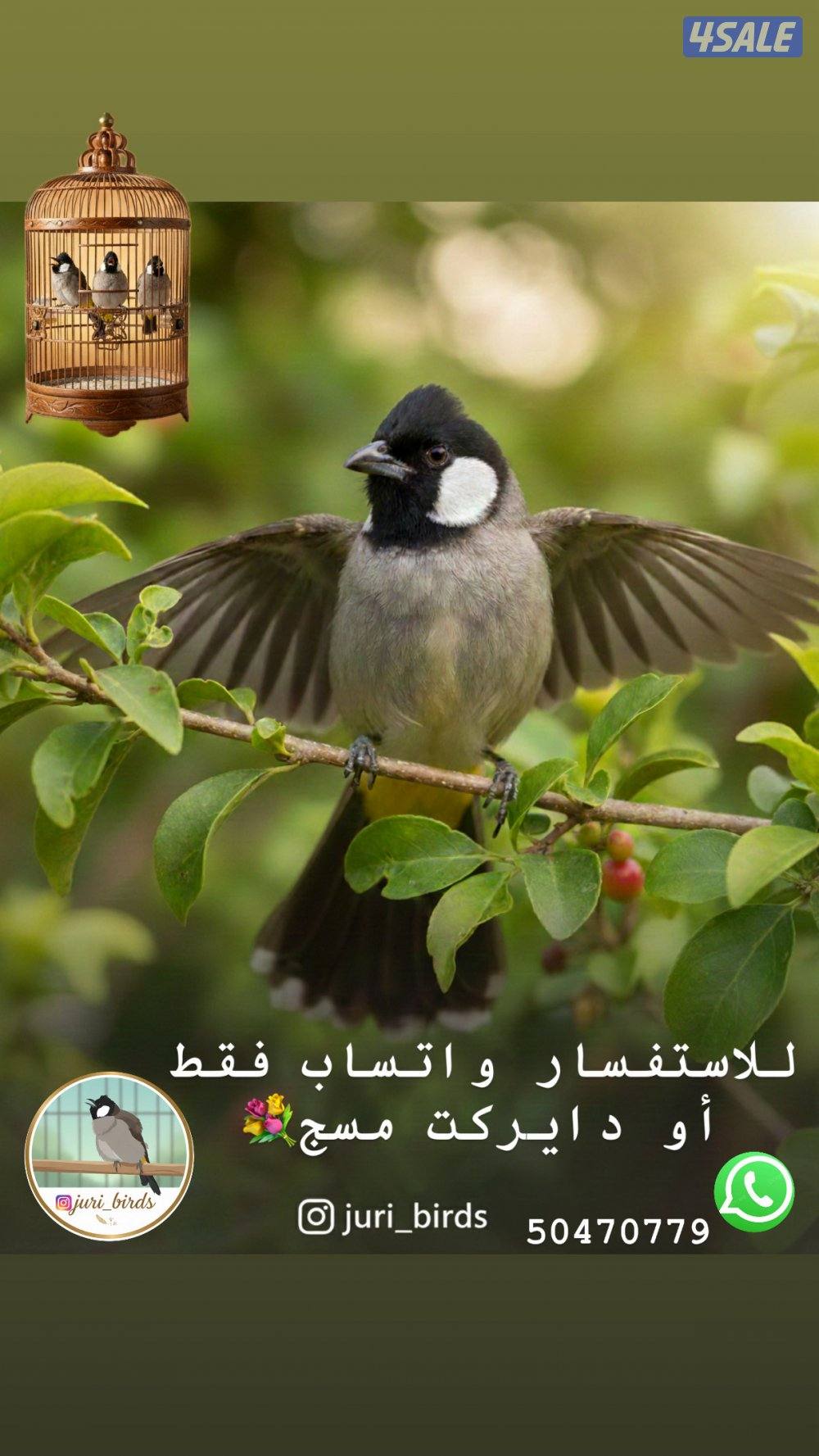 ولله الحمد تم وصول دفعة بلابل مميزة🐦3