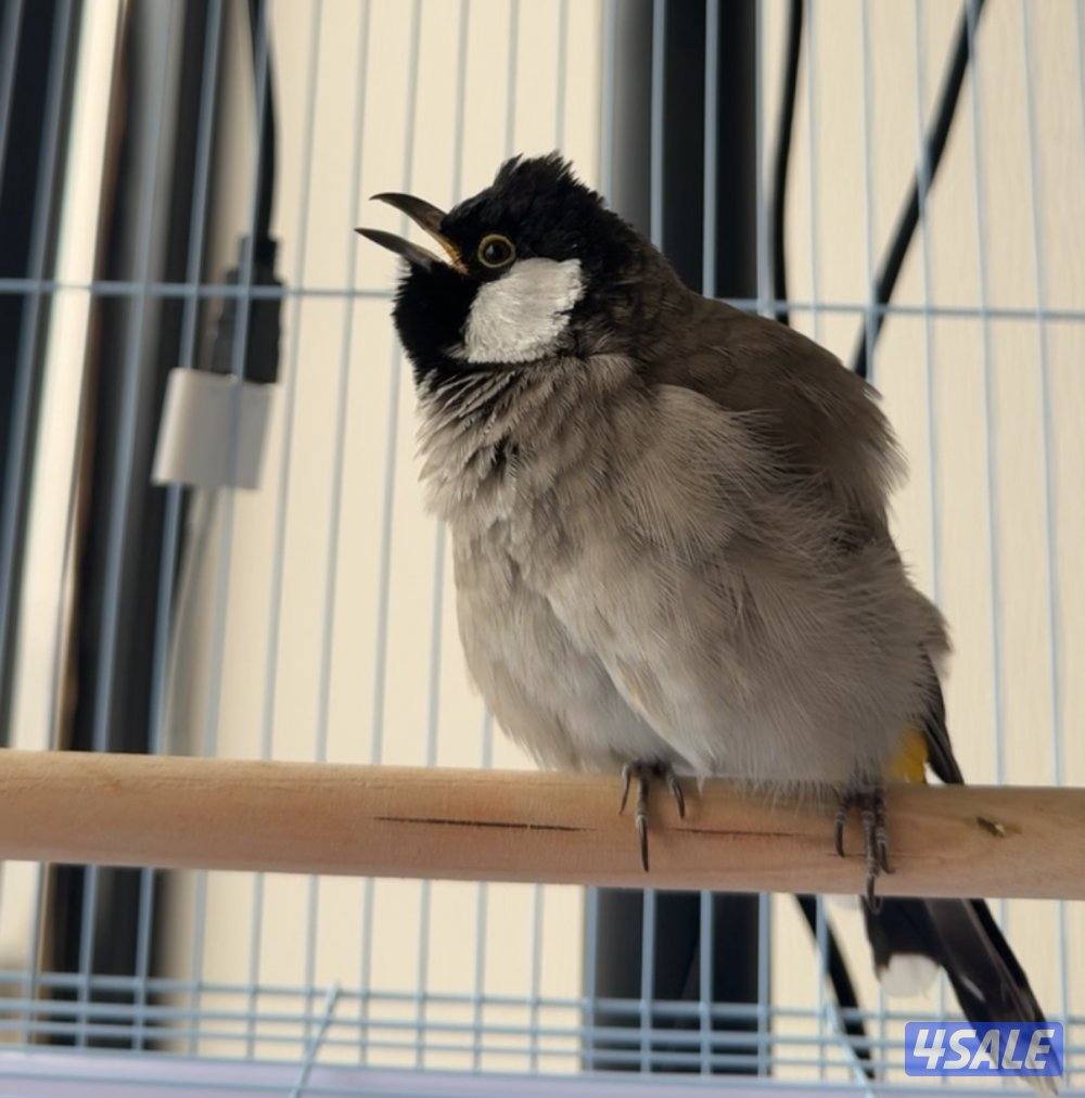 ولله الحمد تم وصول دفعة بلابل مميزة🐦4