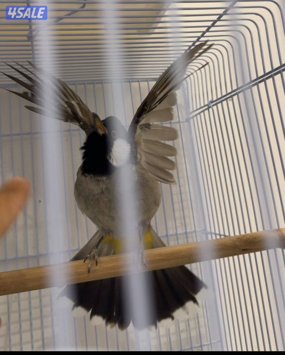 ولله الحمد تم وصول دفعة بلابل مميزة🐦5