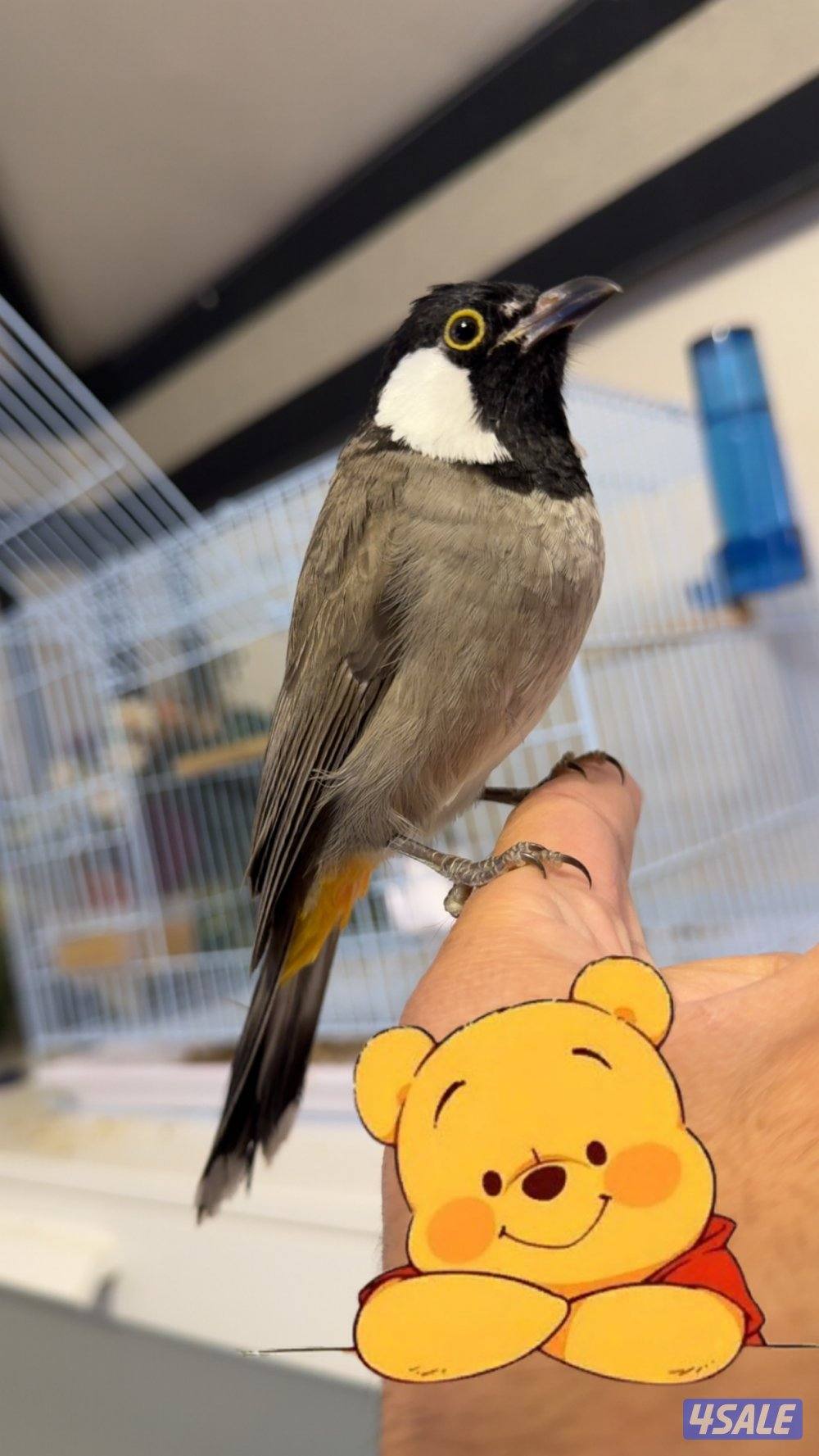 ولله الحمد تم وصول دفعة بلابل مميزة🐦7