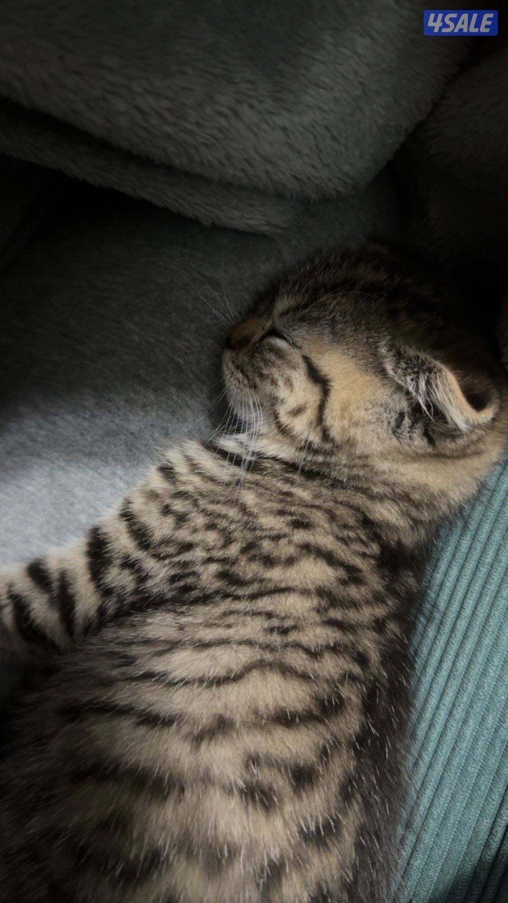 للبيع قطة سكوتش فولد - Scottish fold kitten for sale3