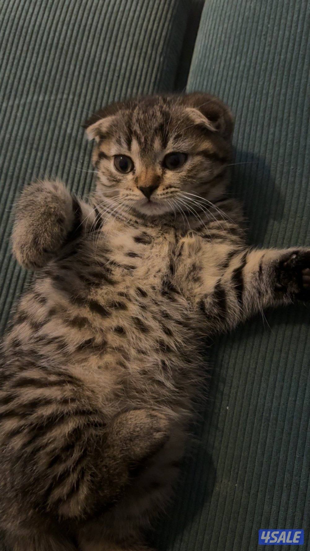 للبيع قطة سكوتش فولد - Scottish fold kitten for sale4