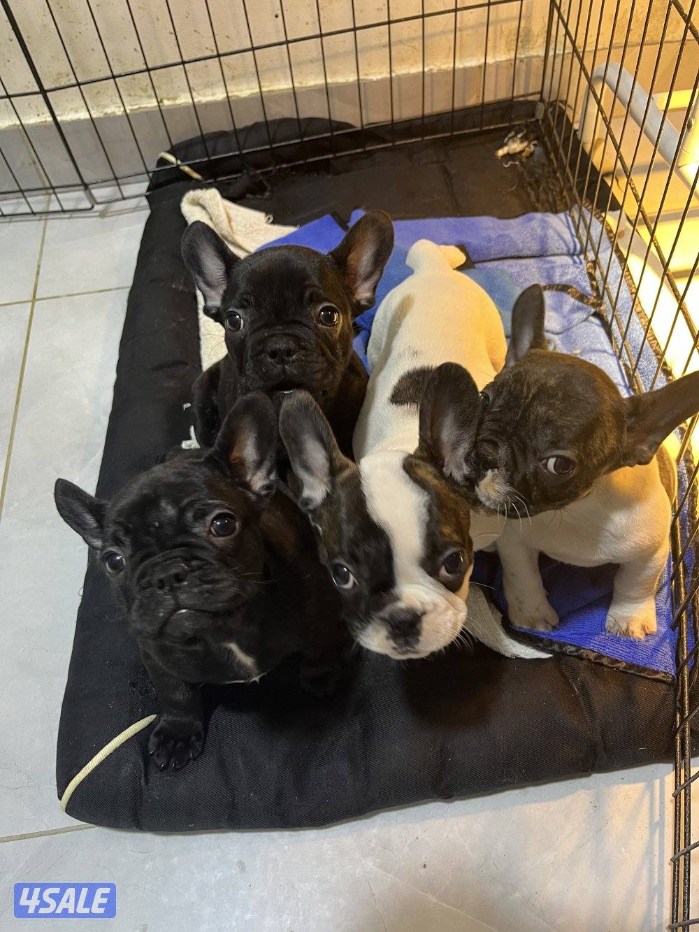For sale French bulldog 2 months old . Details send message whatsup1