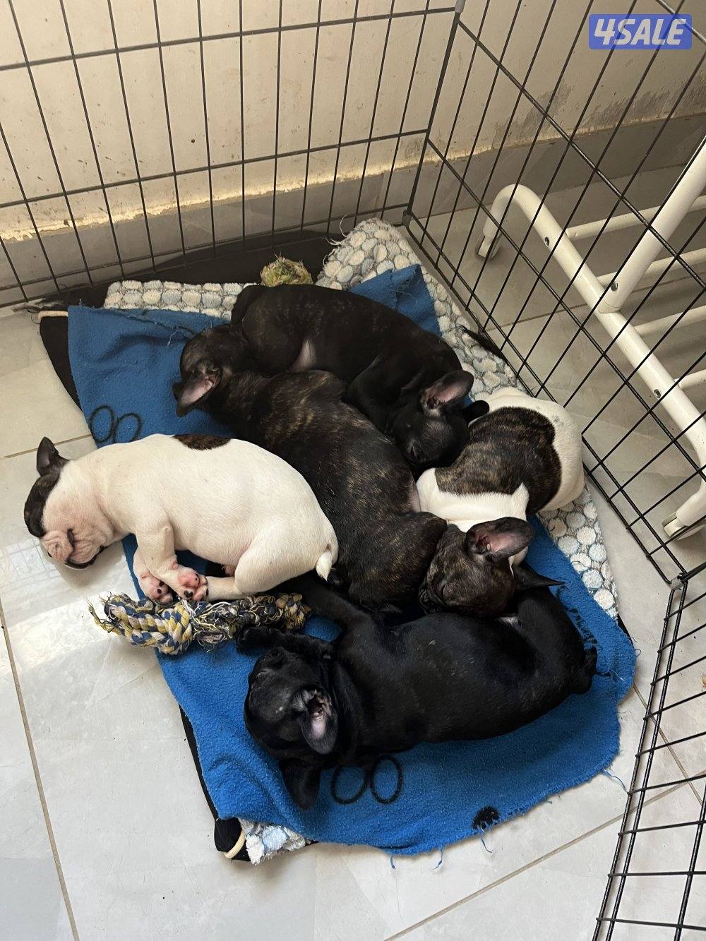 For sale French bulldog 2 months old . Details send message whatsup2