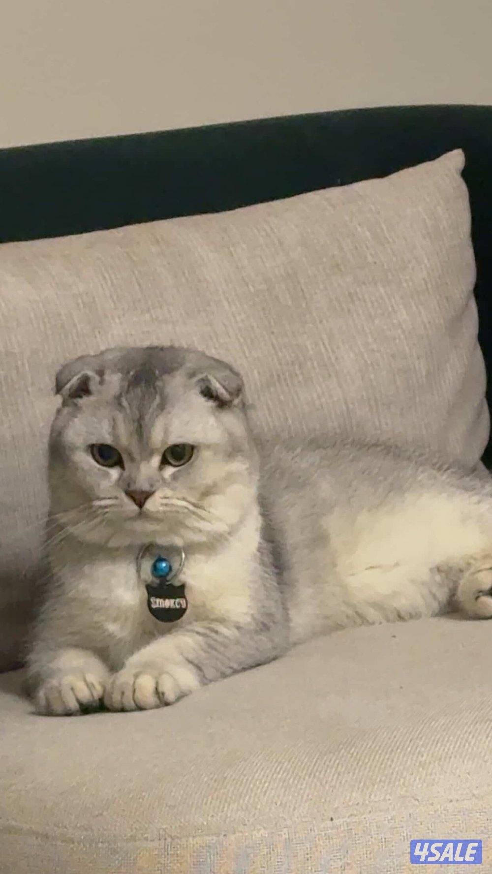 قط سكوتش فولد0