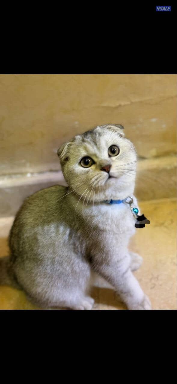 قط سكوتش فولد1