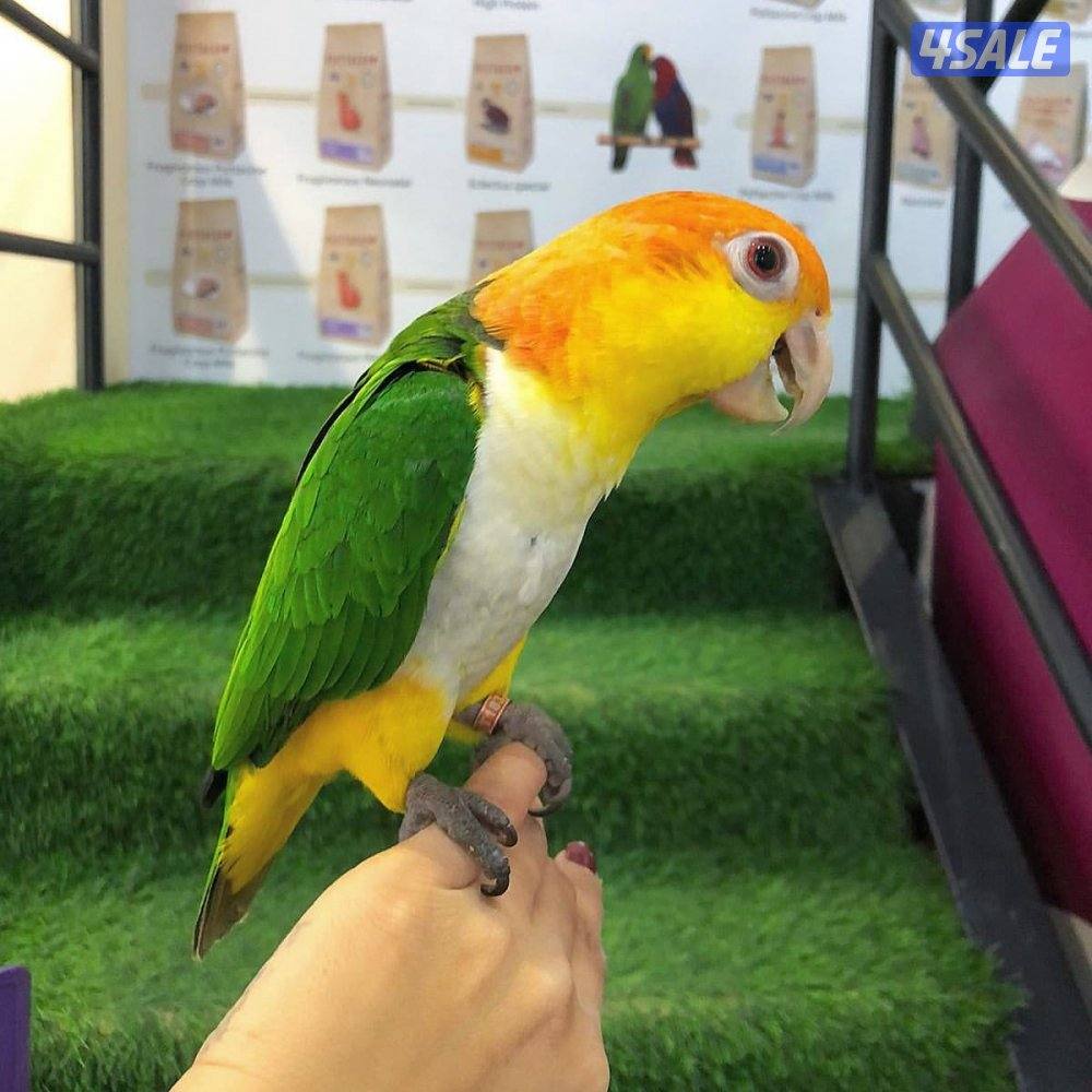 ( مطلوب ) كايك وايت بيلي ( نثيه بعمر انتاج )0