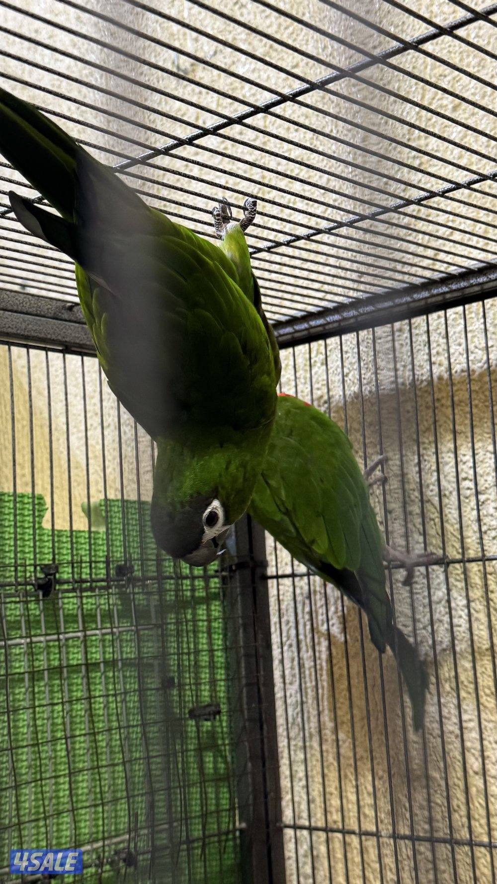 أزواج للبيع لوف بيرد - كايك - ميني مكاو0