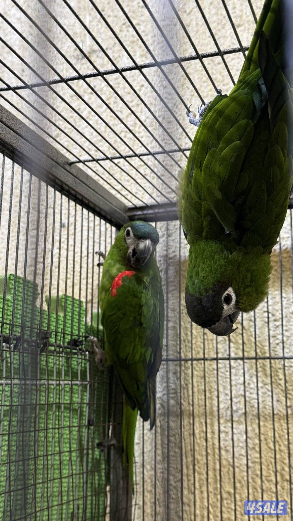 أزواج للبيع لوف بيرد - كايك - ميني مكاو2