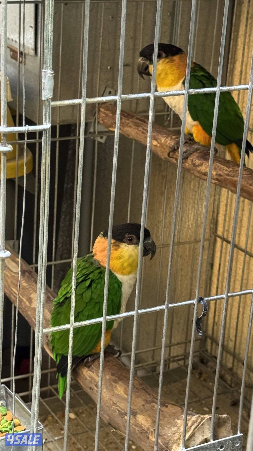 أزواج للبيع لوف بيرد - كايك - ميني مكاو3