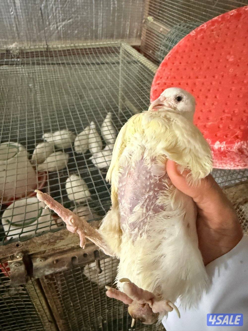 للبيع بيض وفري تكساس xxxL0