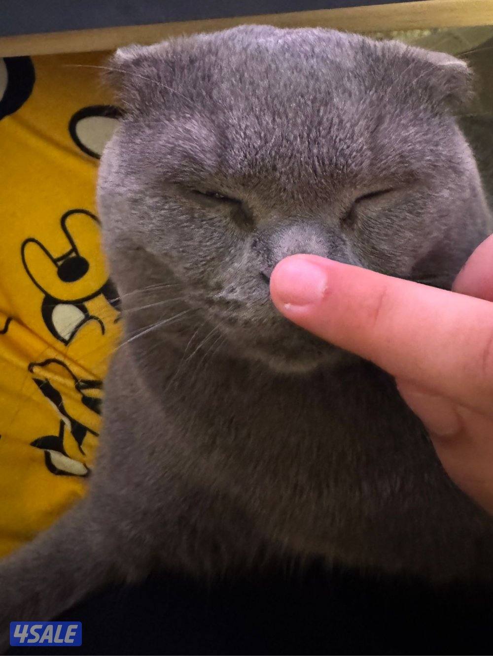 قطو سكوتش فولدمطعم رقم التواصل خمسه خمسه واحد ثلاثه صفر تسعه صفر تسعه1