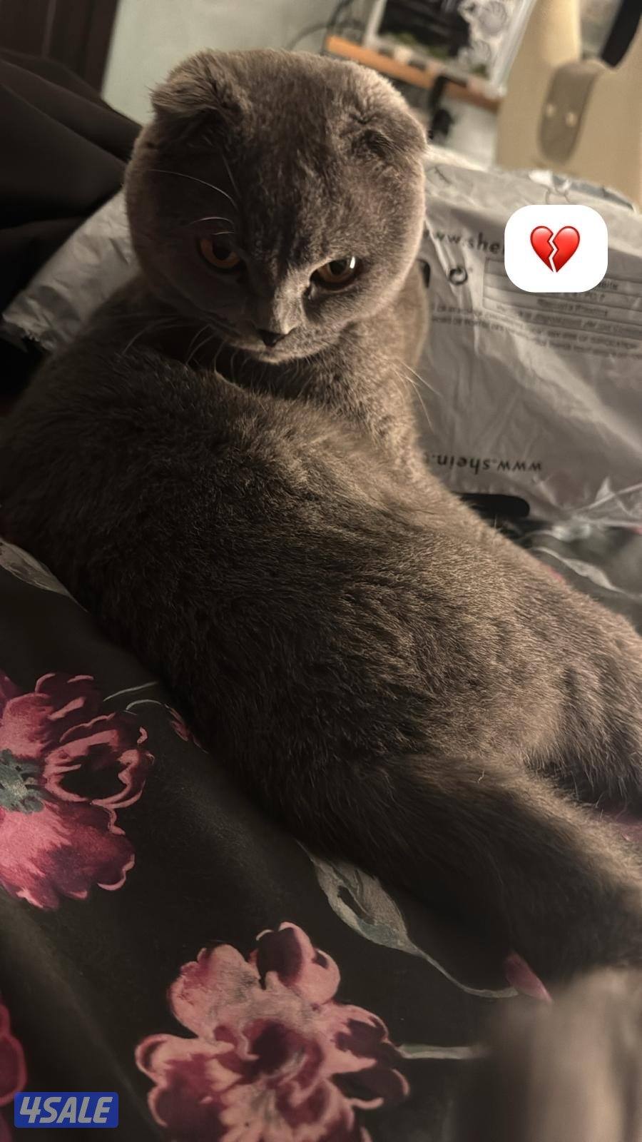 قطو سكوتش فولدمطعم رقم التواصل خمسه خمسه واحد ثلاثه صفر تسعه صفر تسعه0