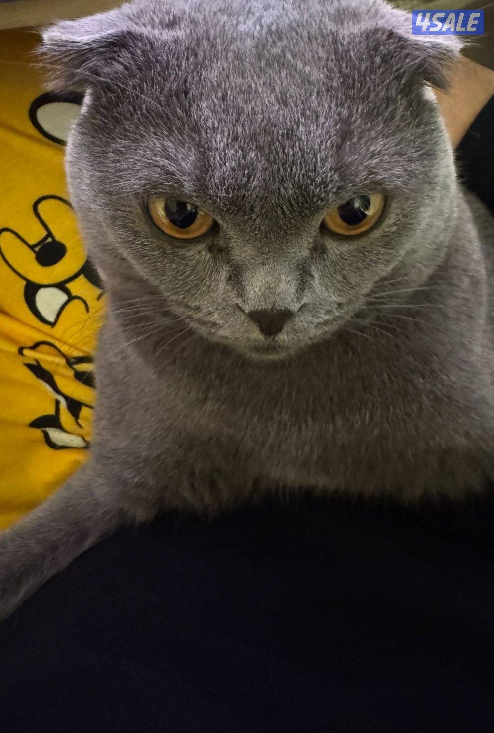 قطو سكوتش فولدمطعم رقم التواصل خمسه خمسه واحد ثلاثه صفر تسعه صفر تسعه2