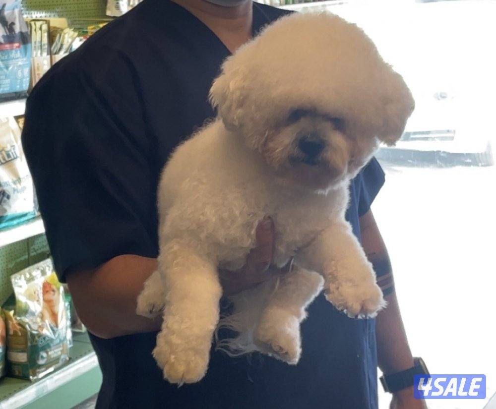 للبيع انثي Mini Bichon frise0