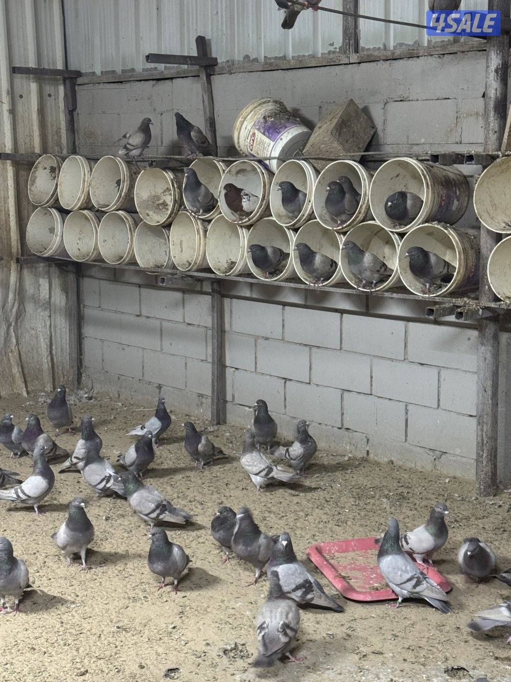 للبيع حمام زاجل وحمام سلفر شرط الصحه والاعمار متفاوته العدد ٣٠٠0