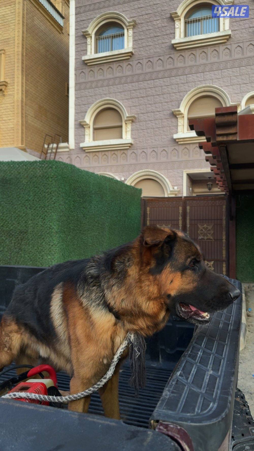 جيرمن شيبرد محترم🌹1