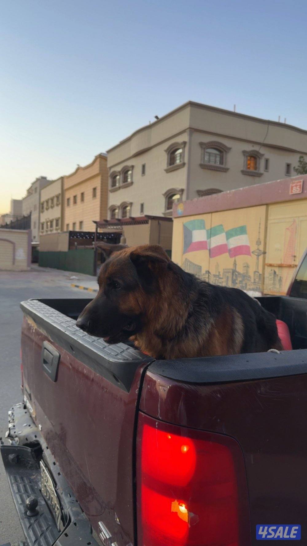 جيرمن شيبرد محترم🌹4