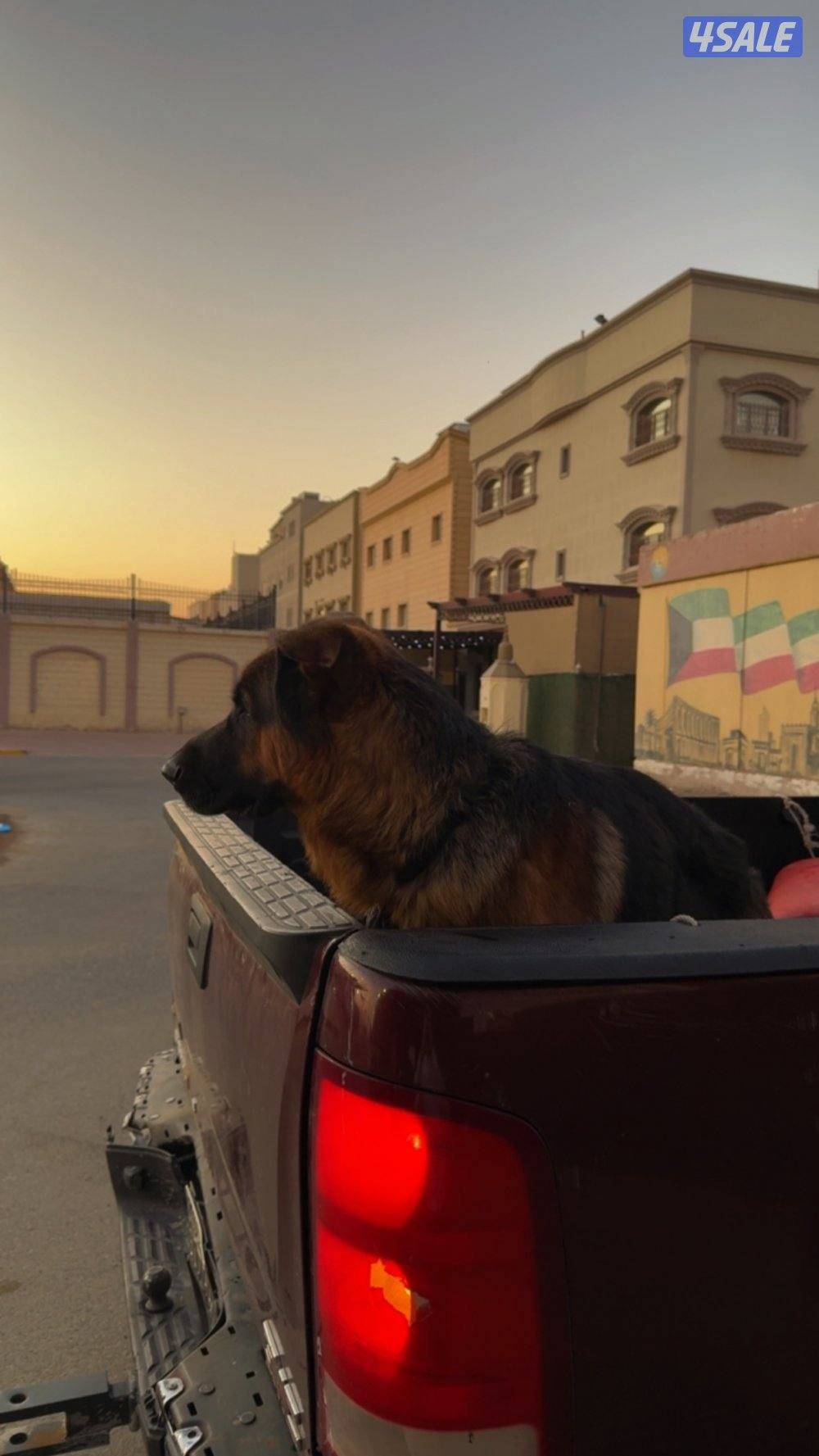 جيرمن شيبرد محترم🌹5