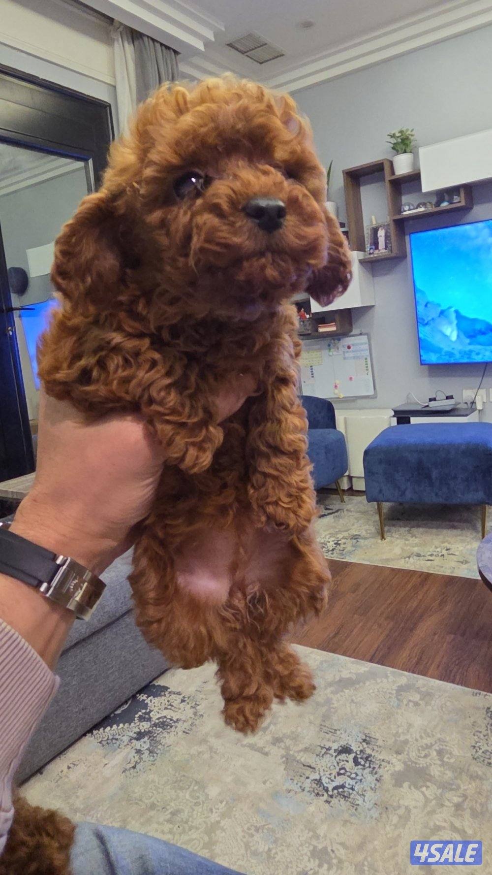 للبيع كوريان توي بودل مستوى عالي0