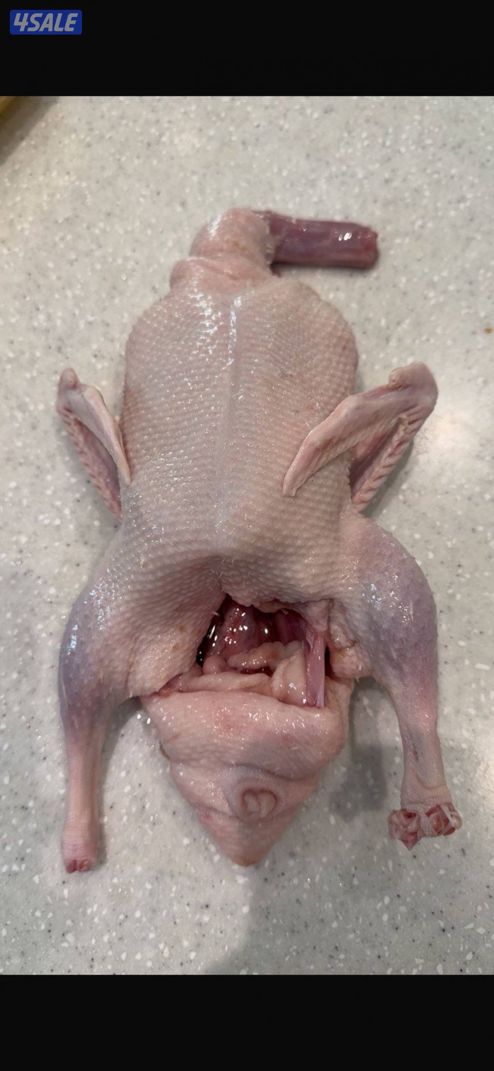 جاهز للاكل فروخ زاجل + لاحم فرنسي +بط وبيبي جكن وفري شرط السمنه والحجم11