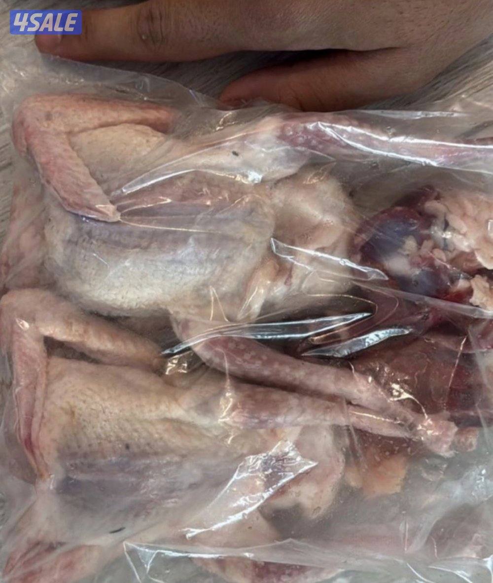 جاهز للاكل فروخ زاجل + لاحم فرنسي +بط وبيبي جكن وفري شرط السمنه والحجم12