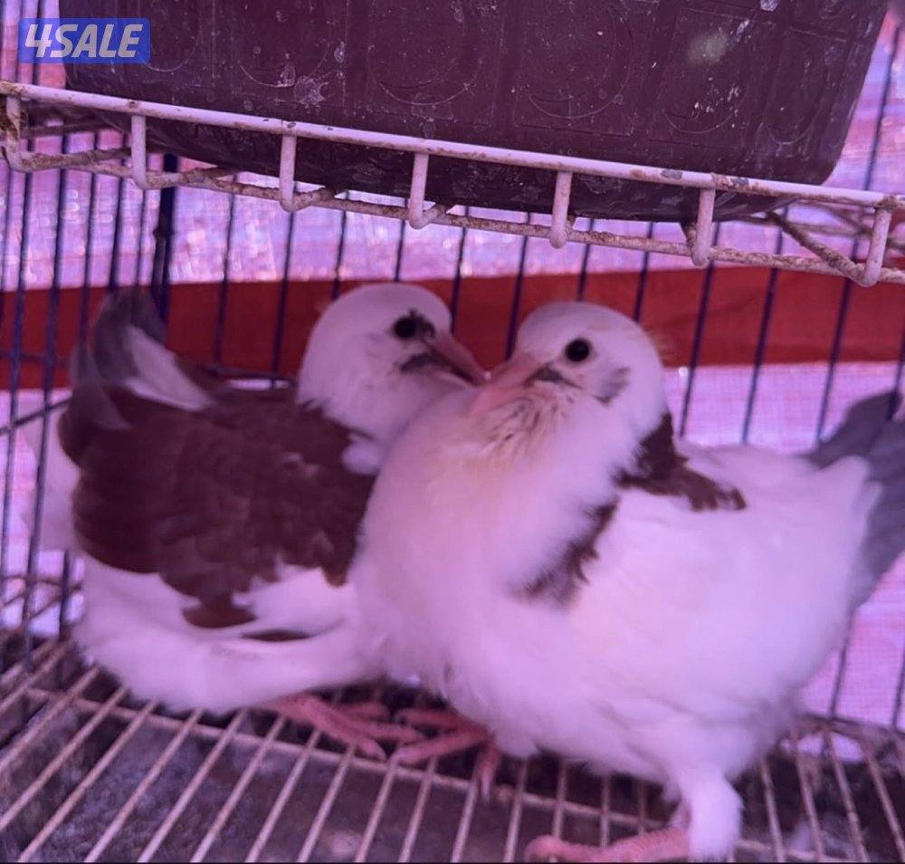 جاهز للاكل فروخ زاجل + لاحم فرنسي +بط وبيبي جكن وفري شرط السمنه والحجم13