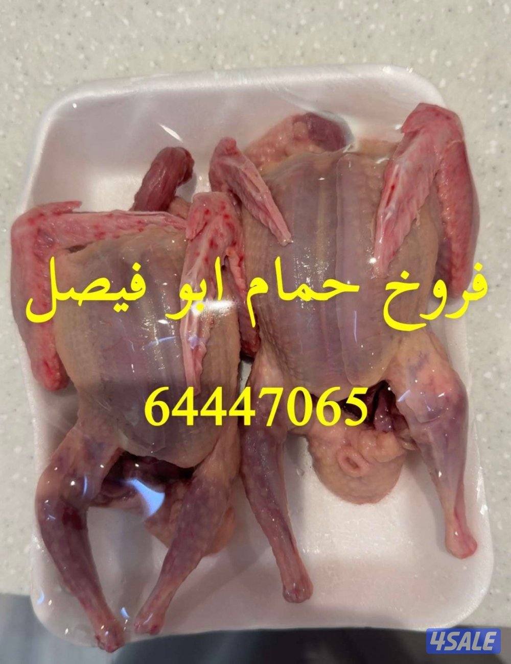 جاهز للاكل فروخ زاجل + لاحم فرنسي +بط وبيبي جكن وفري شرط السمنه والحجم14