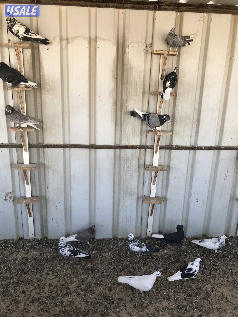 للبيع لوت ملاوين0