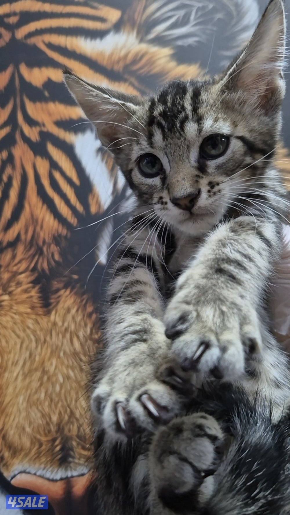 mix bengal wa mainecoon مكس بنغال ومينكون1