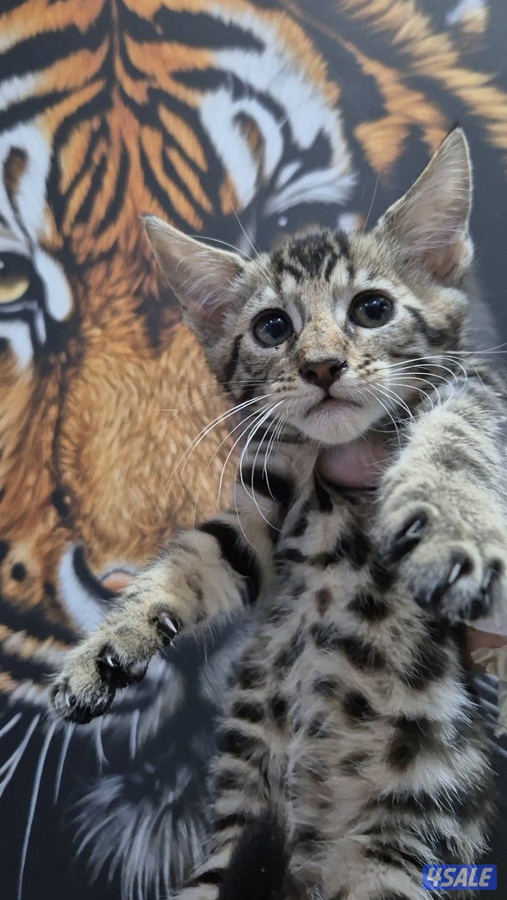 mix bengal wa mainecoon مكس بنغال ومينكون2