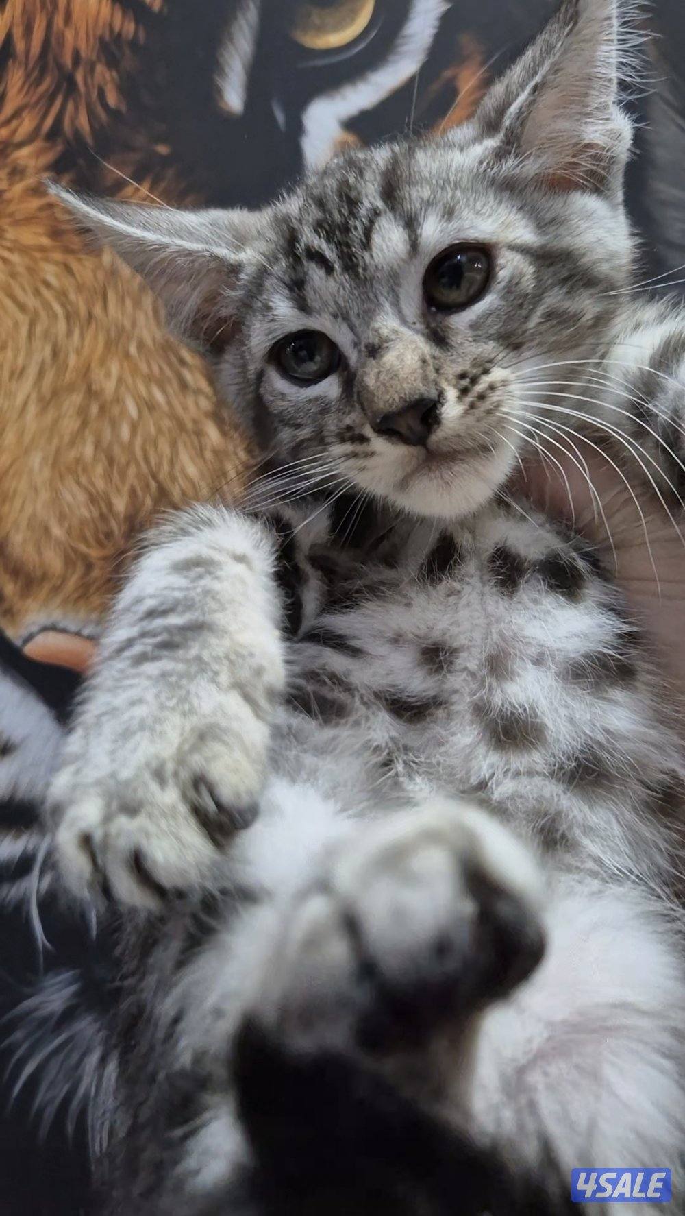 mix bengal wa mainecoon مكس بنغال ومينكون3