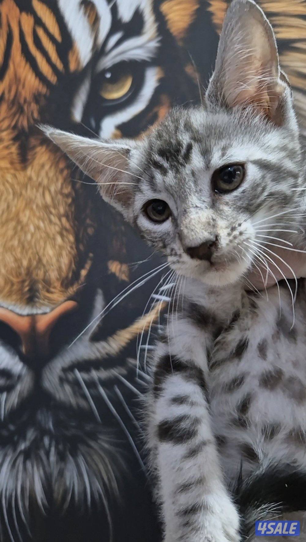 mix bengal wa mainecoon مكس بنغال ومينكون4