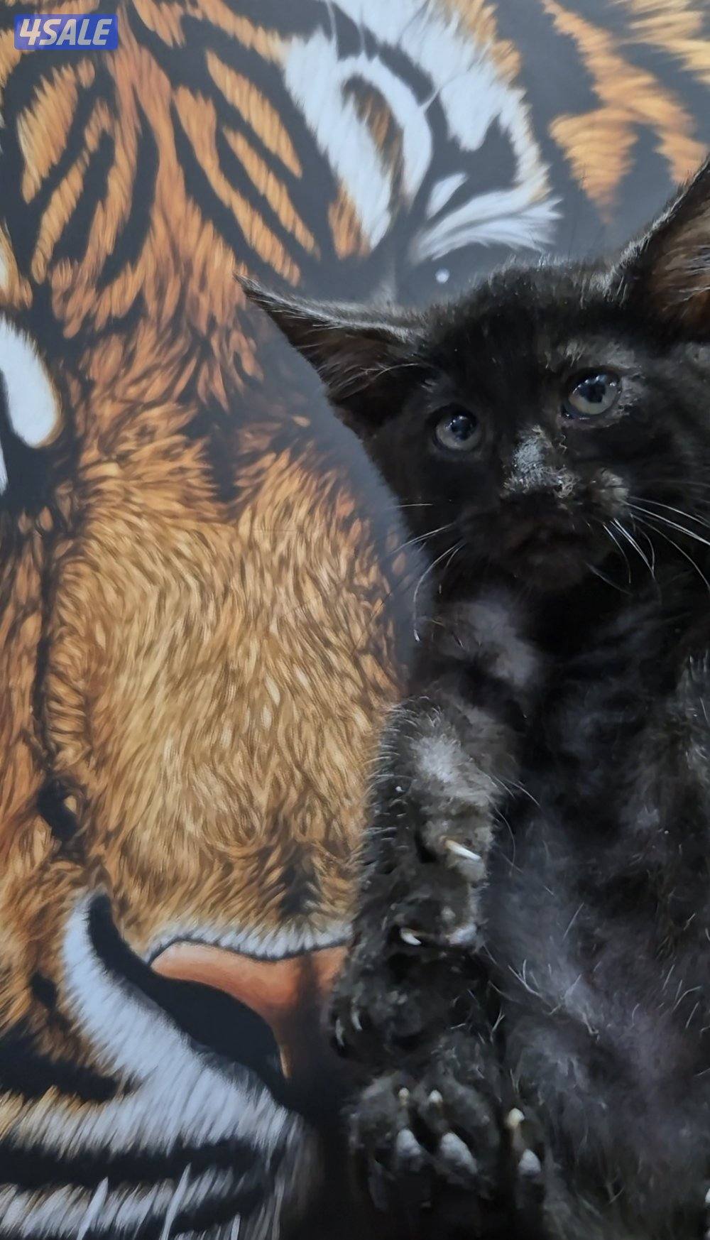 mix bengal wa mainecoon مكس بنغال ومينكون5