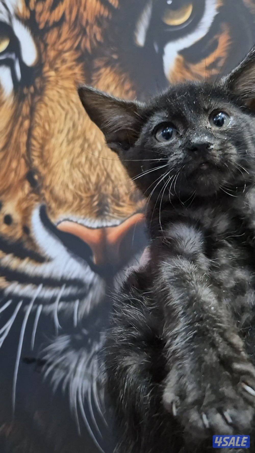 mix bengal wa mainecoon مكس بنغال ومينكون6