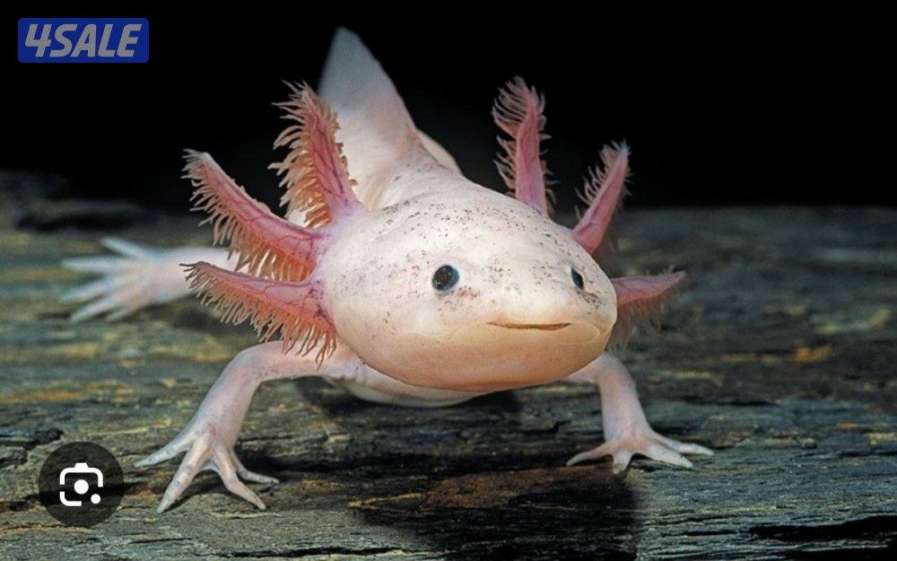 Axolotl 8 months0
